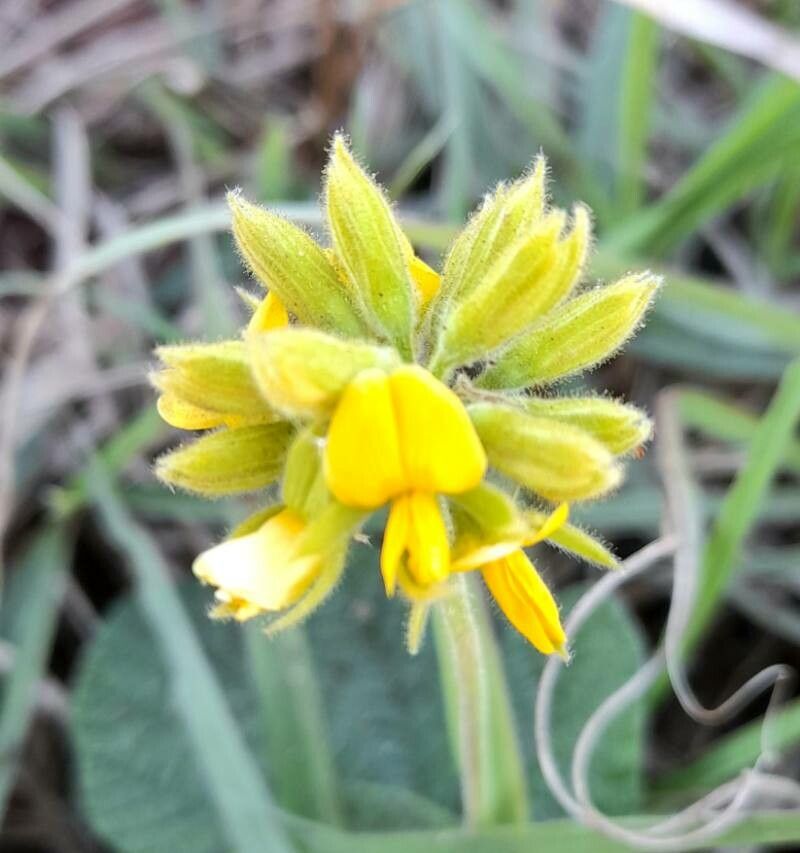 Rhynchosia corylifolia flower