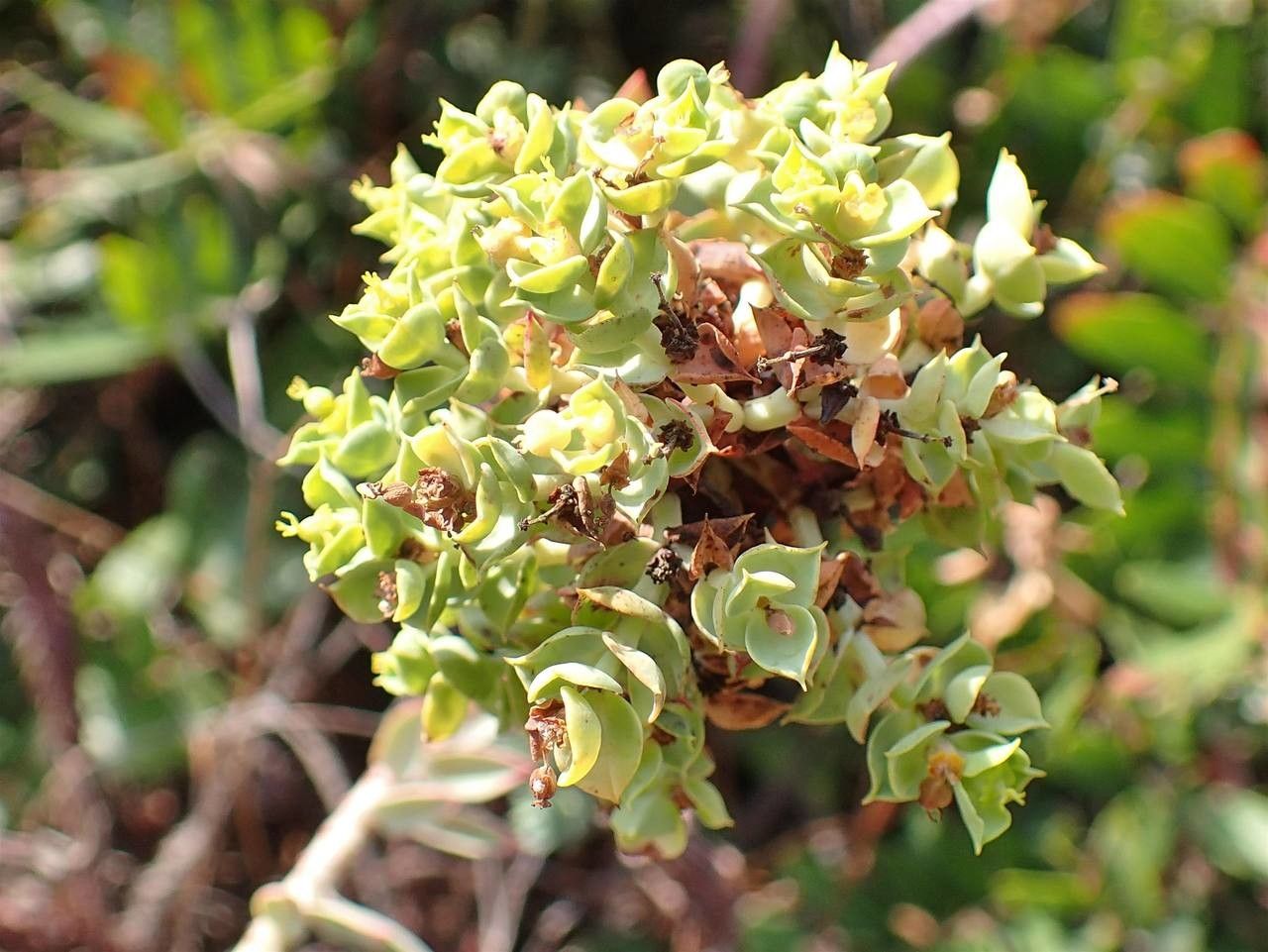 Euphorbia pithyusa fruit