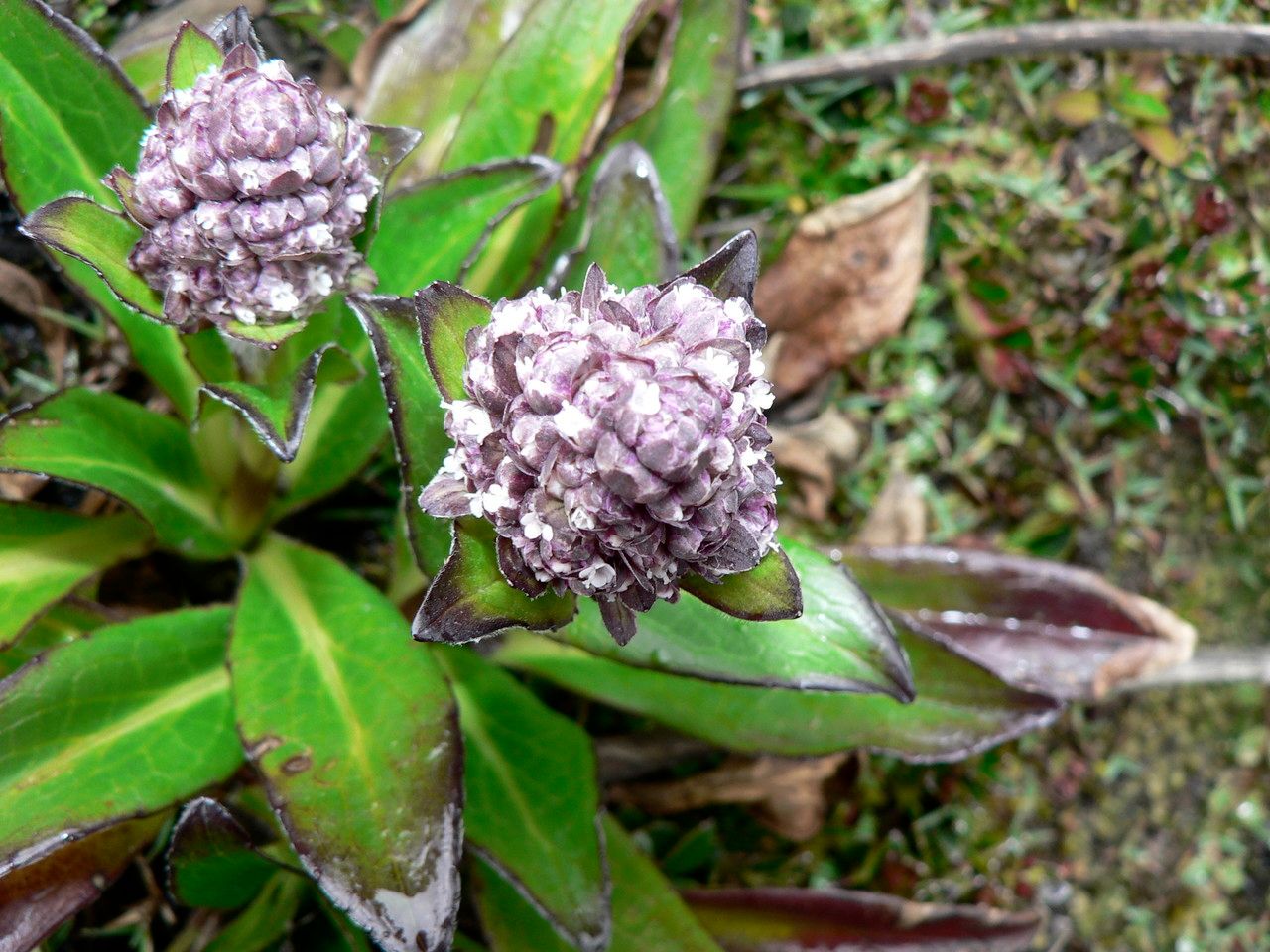 Valeriana secunda flower