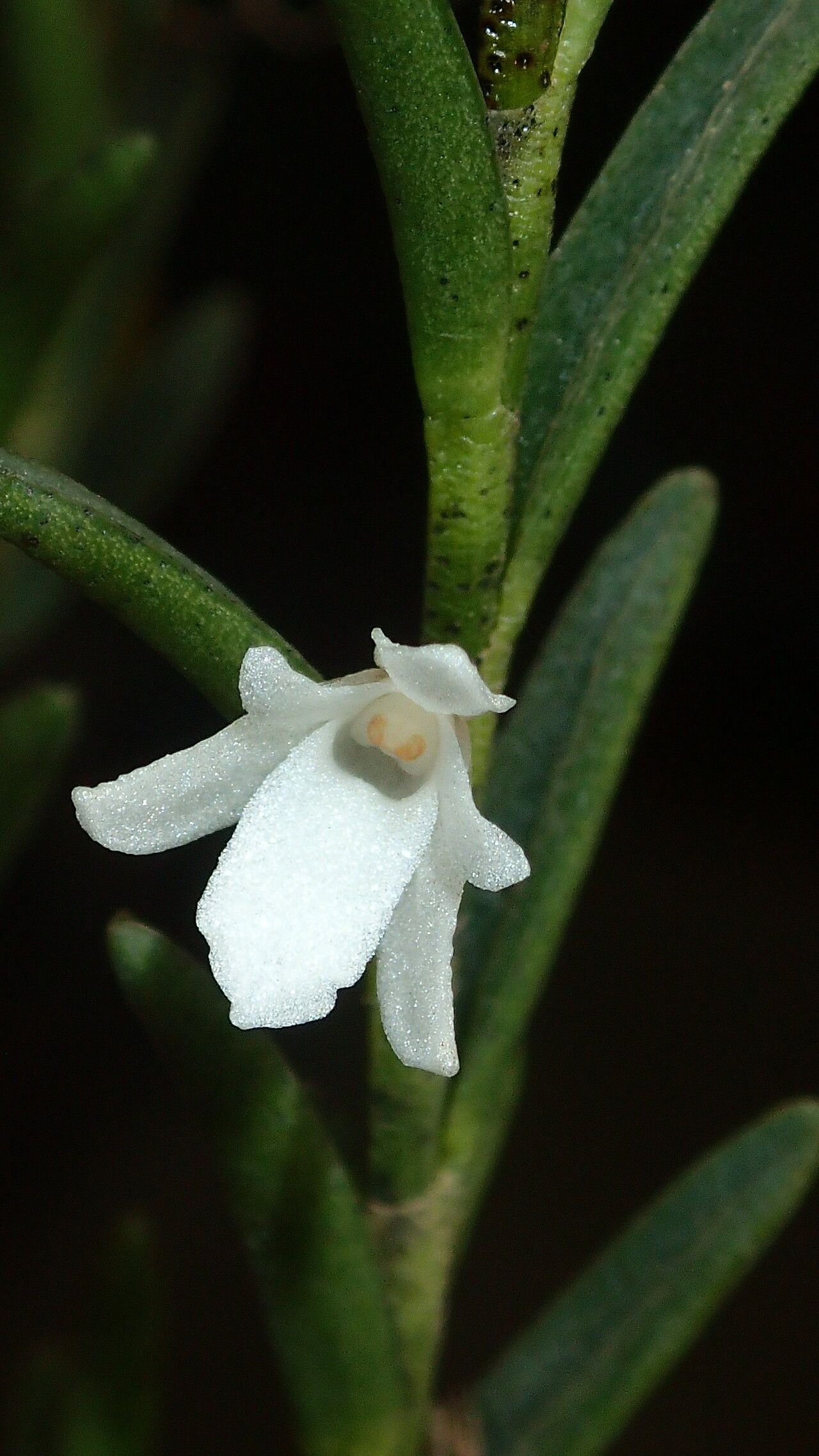 Angraecum humblotianum flower