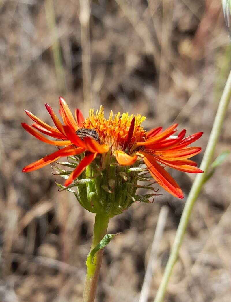 Haplopappus macrocephalus flower