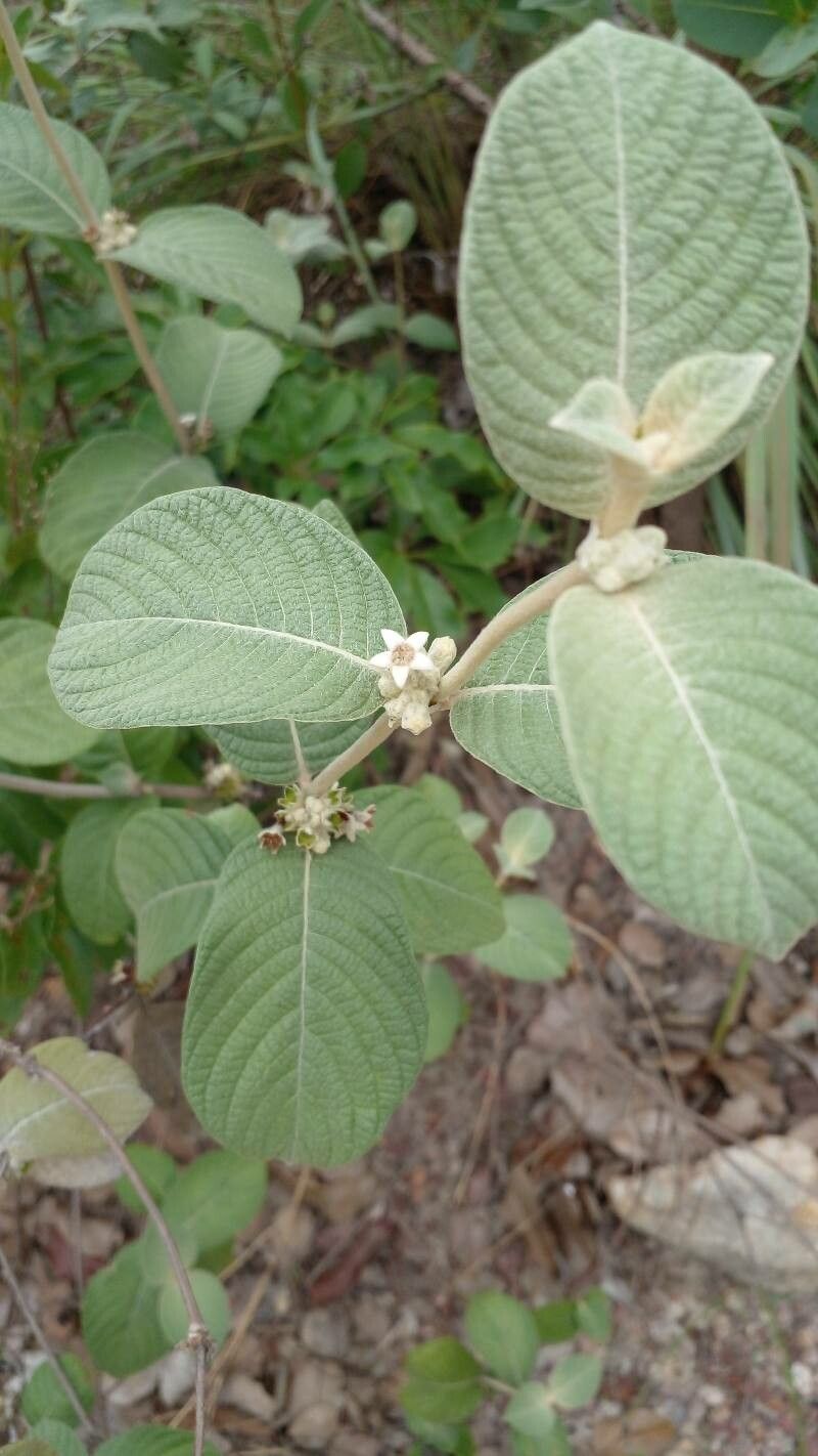 Sabicea brasiliensis — houseplant care guide