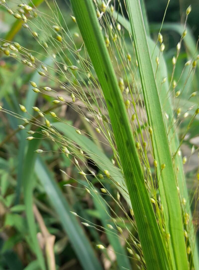 Panicum olyroides flower