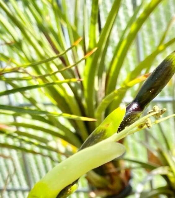 Tillandsia limbata — houseplant care guide