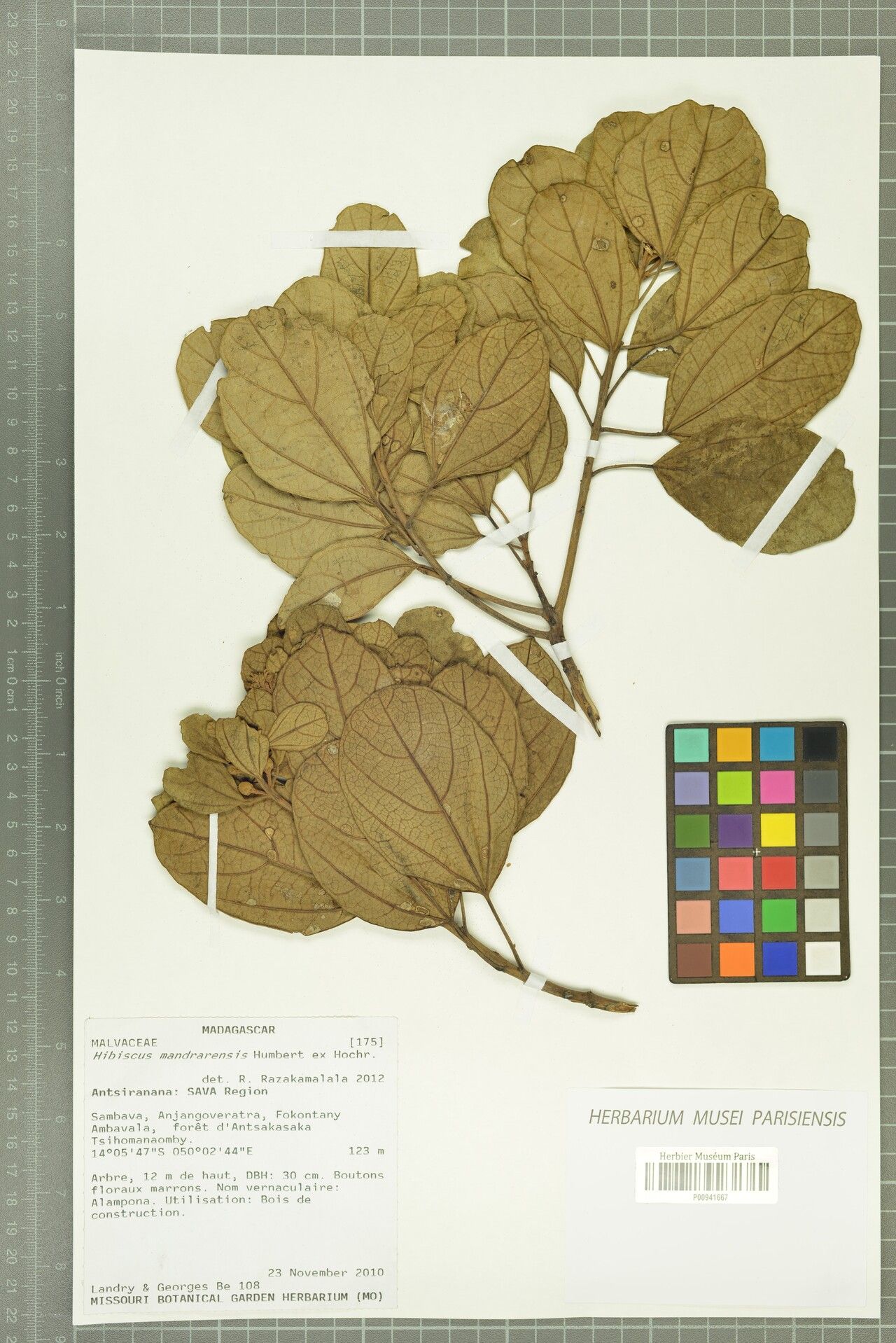 Hibiscus mandrarensis — houseplant care guide