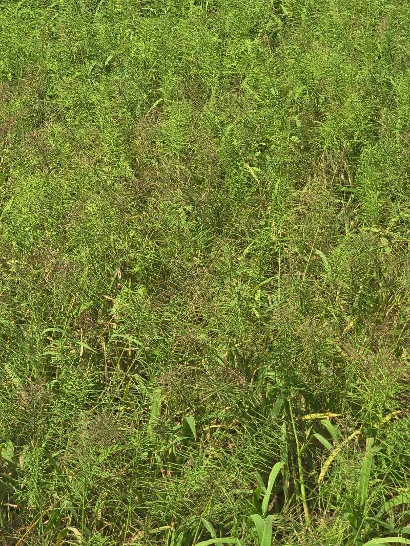 Paspalum repens — search result for 'Paspalum'