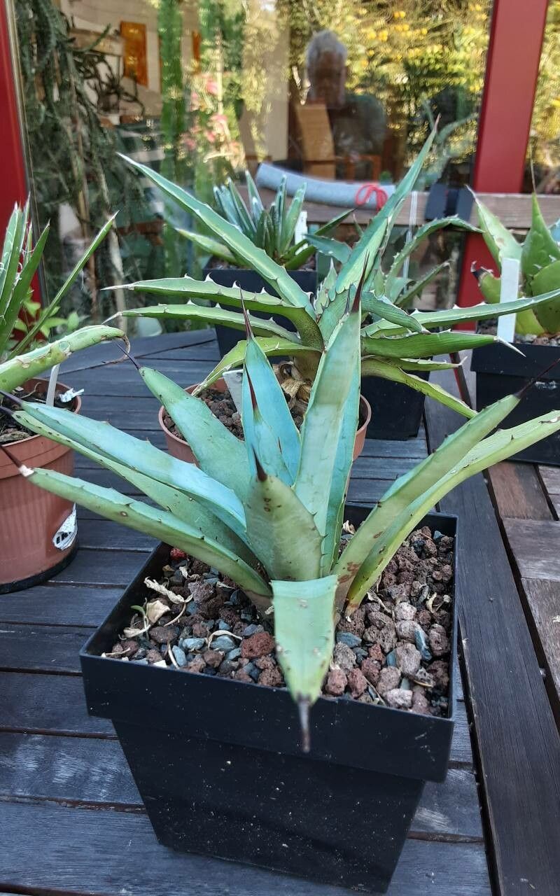 Agave macroacantha bark