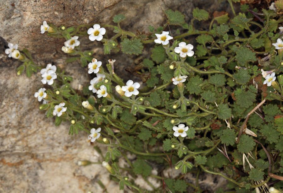 Phacelia perityloides habit