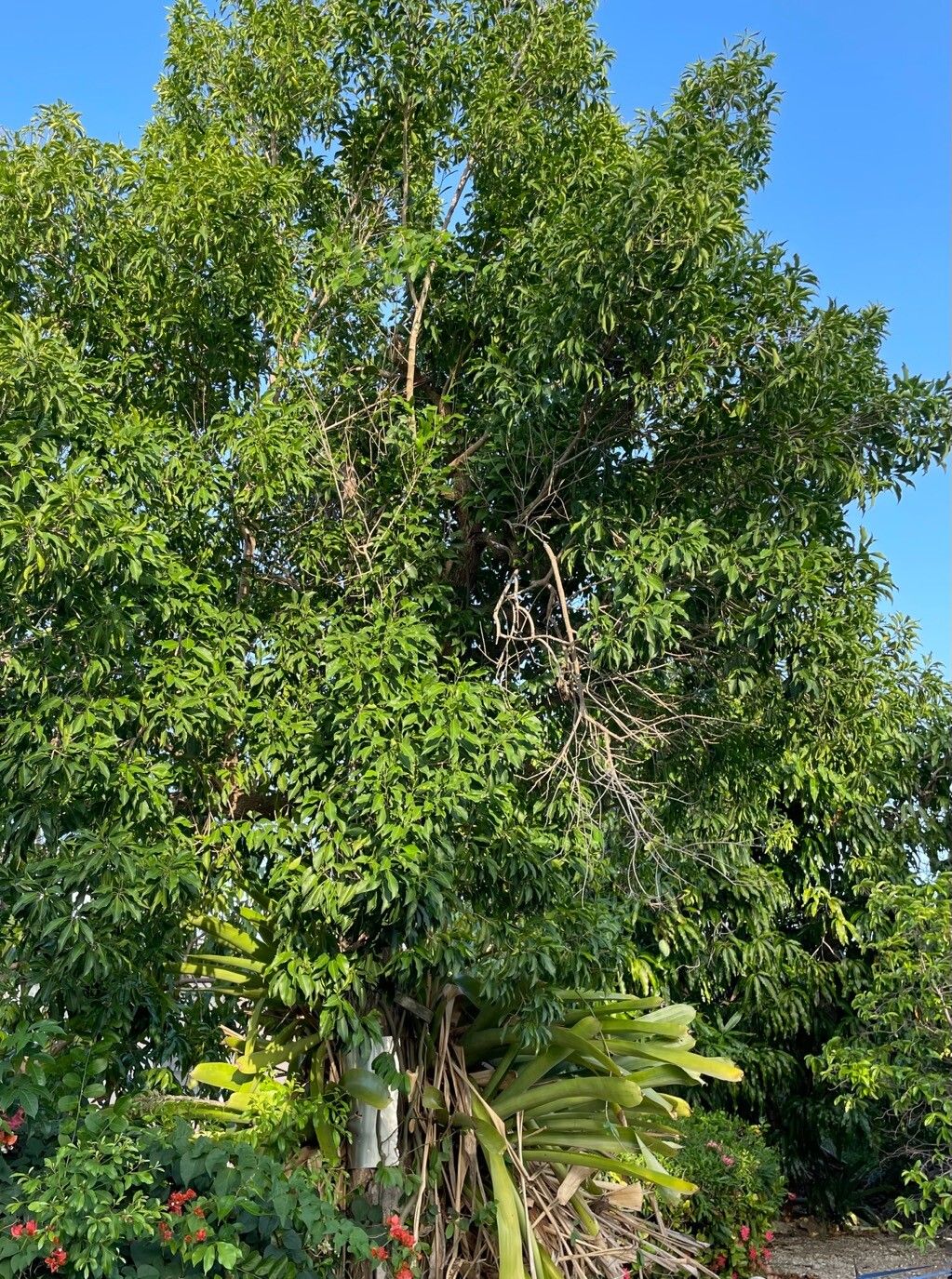 Chionanthus caymanensis habit