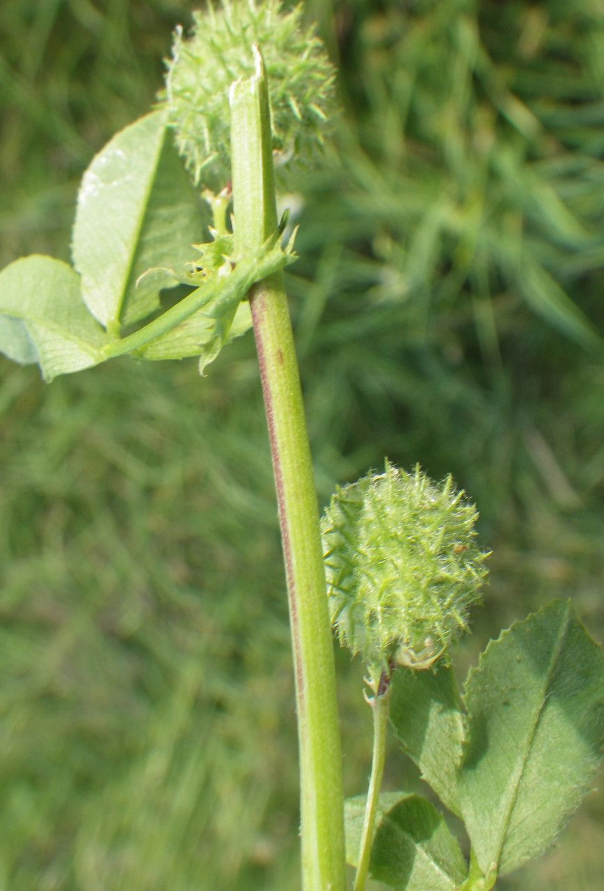Medicago intertexta fruit