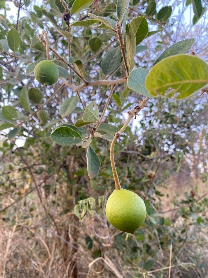 Capparis tomentosa fruit