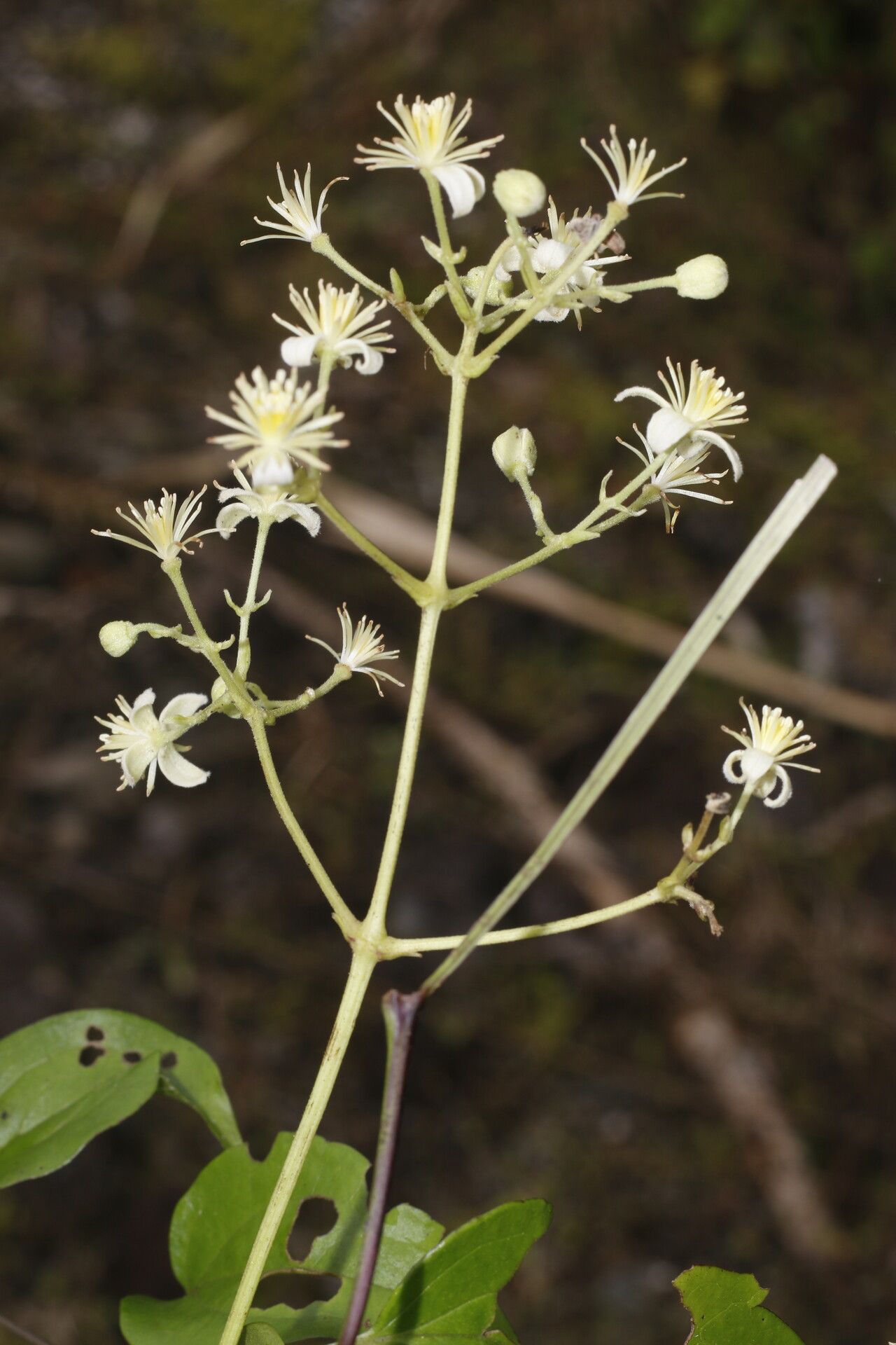 Clematis guadeloupae flower