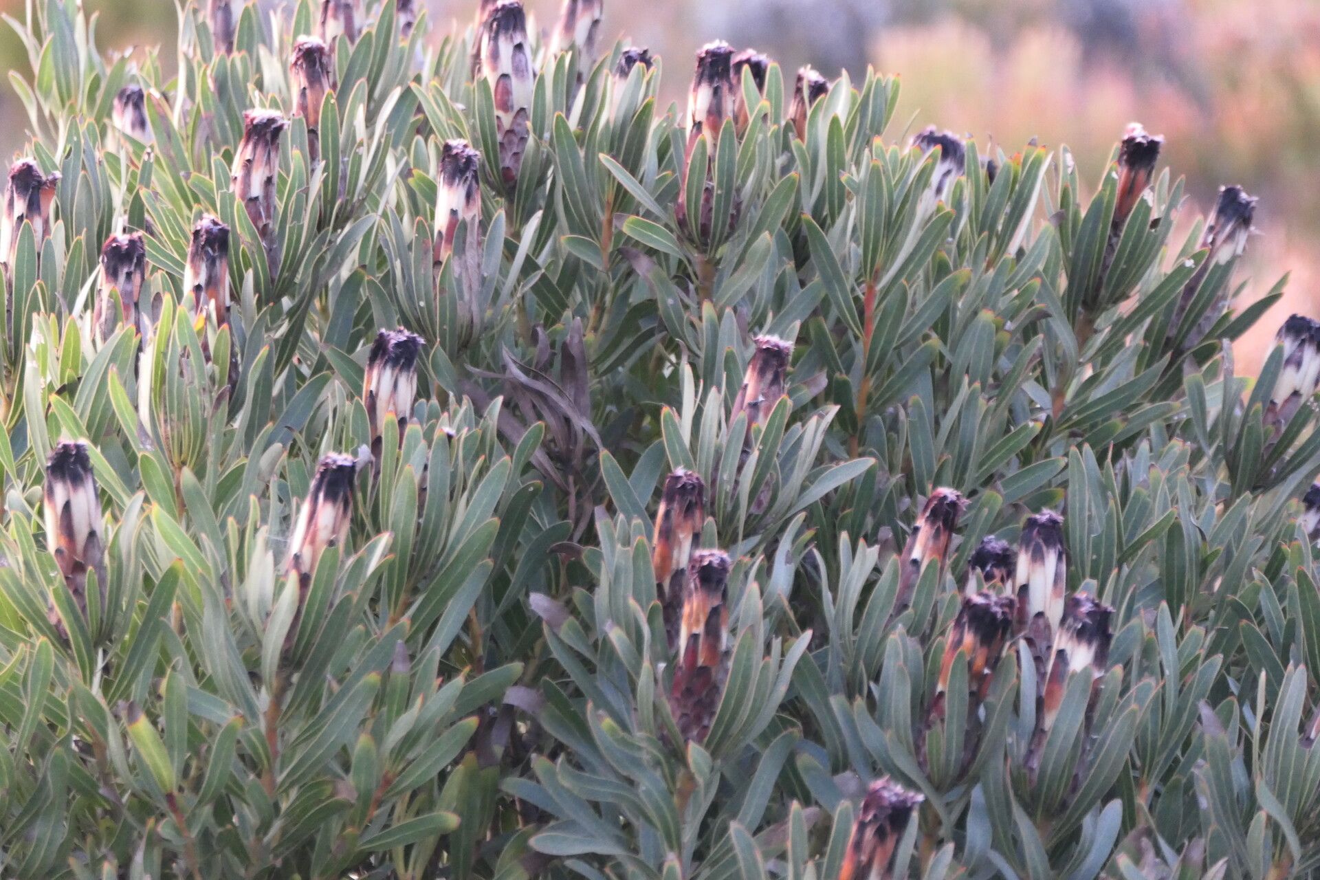 Protea lepidocarpodendron flower