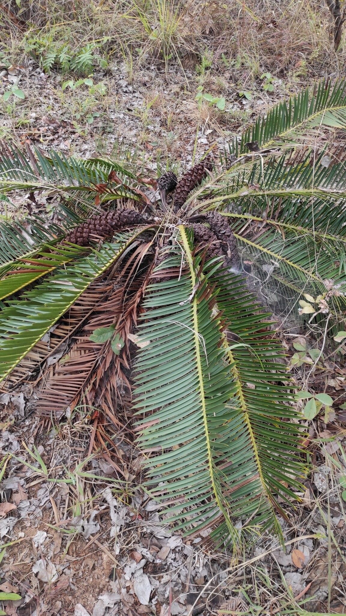 Encephalartos schmitzii — search result for 'Encephalartos'