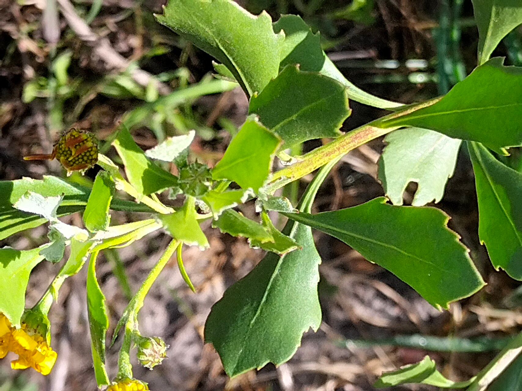 Osteospermum moniliferum leaf