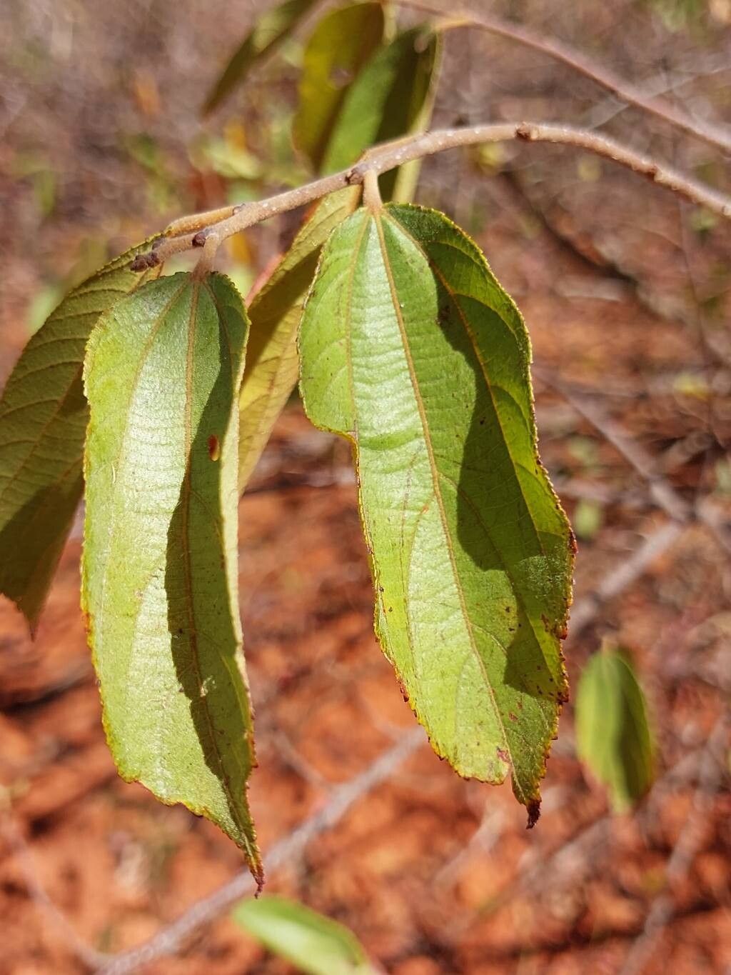 Grewia sambiranensis leaf
