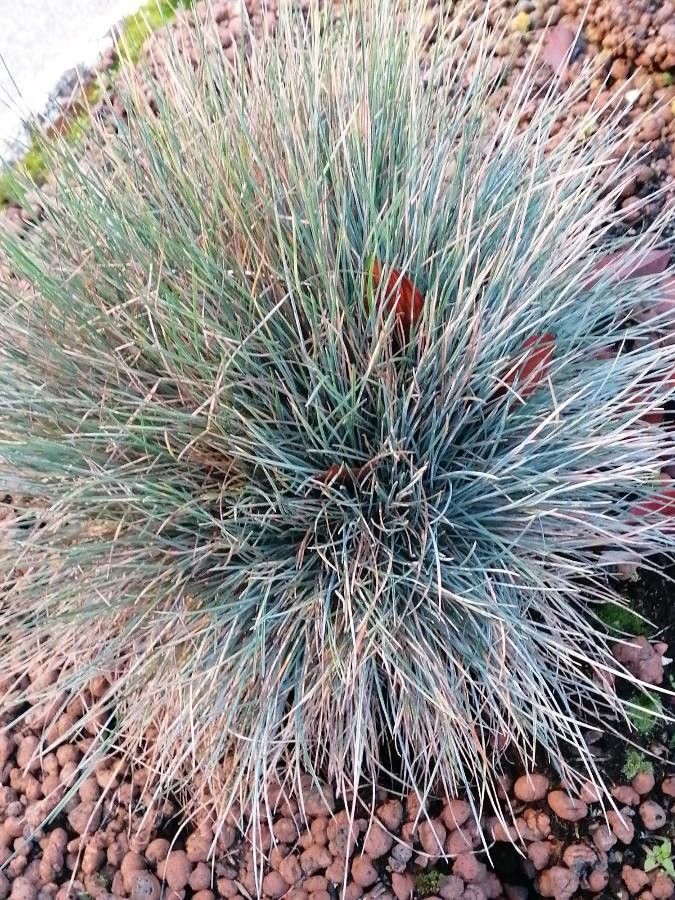Festuca glauca leaf