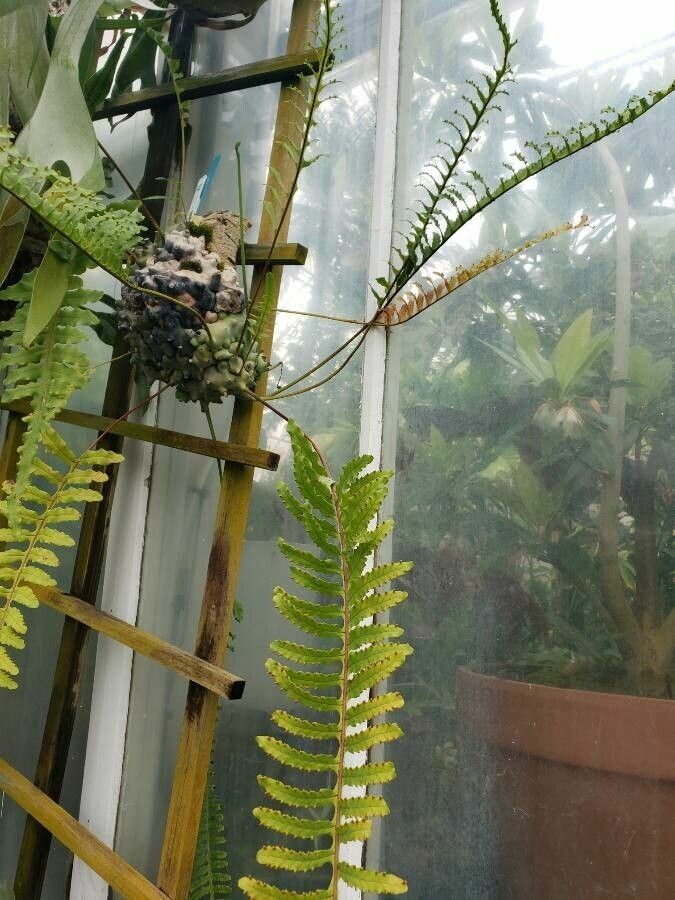 Pleopeltis deparioides habit