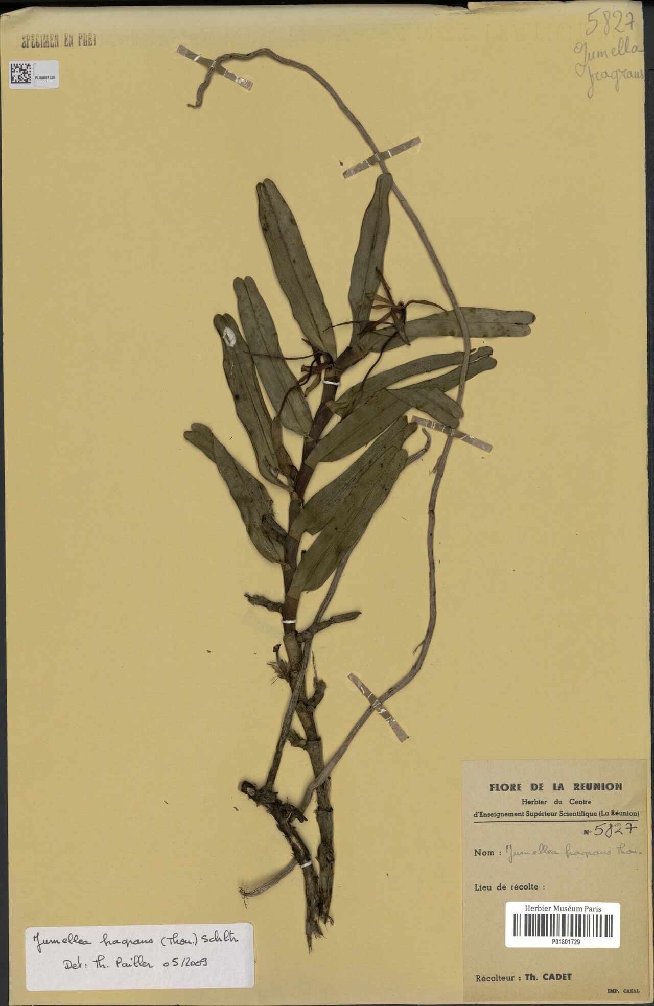 Jumellea fragrans — houseplant care guide