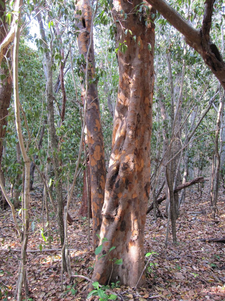 Metopium toxiferum bark