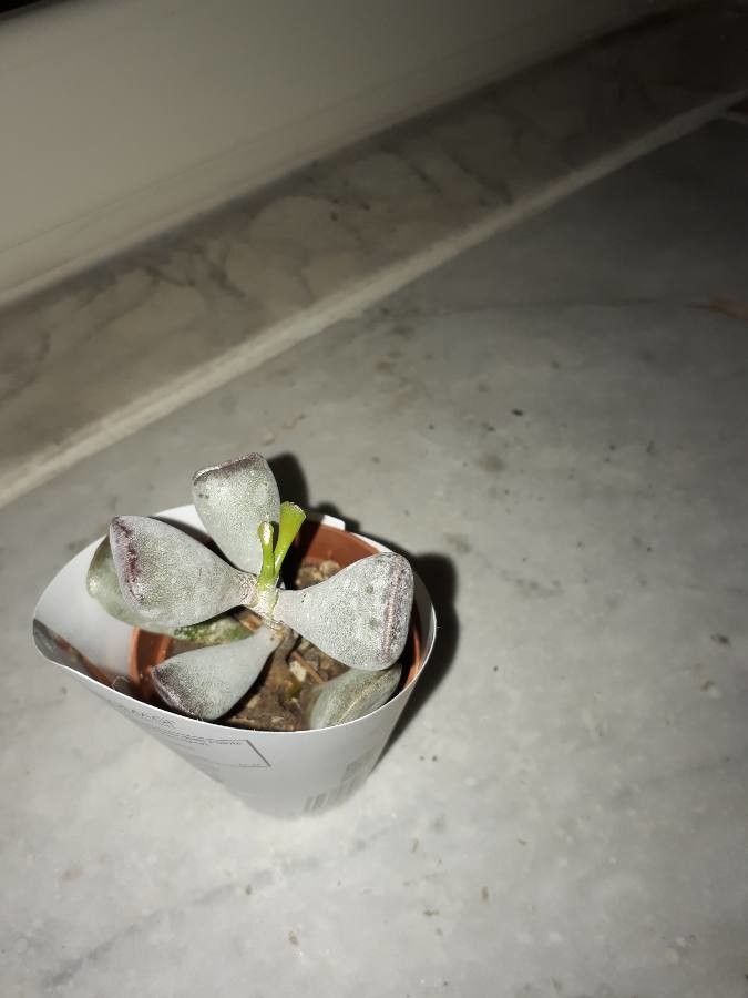 Adromischus triflorus — houseplant care guide