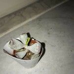 Adromischus triflorus