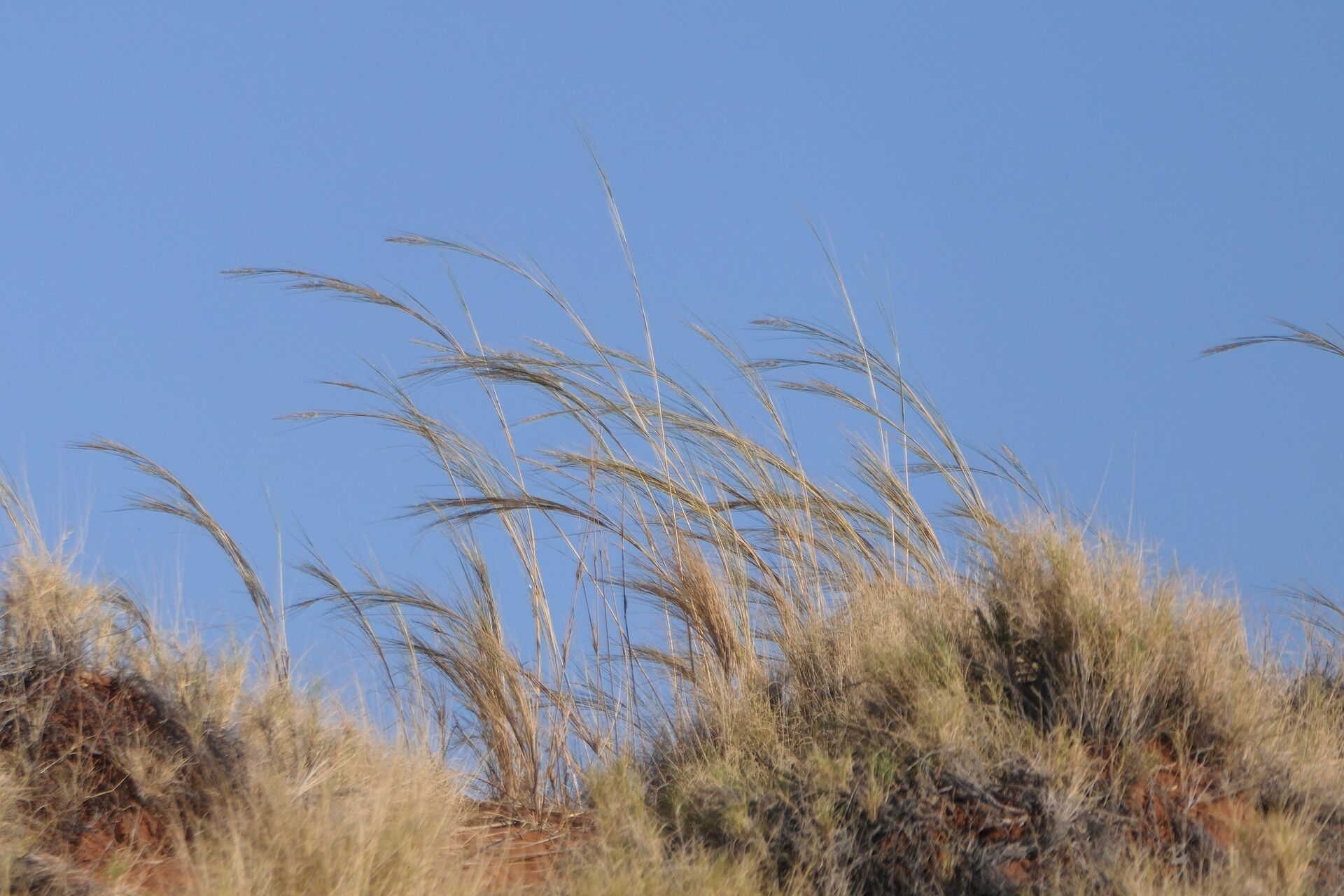 Stipagrostis sabulicola habit