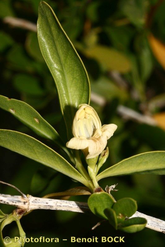 Justicia hyssopifolia fruit