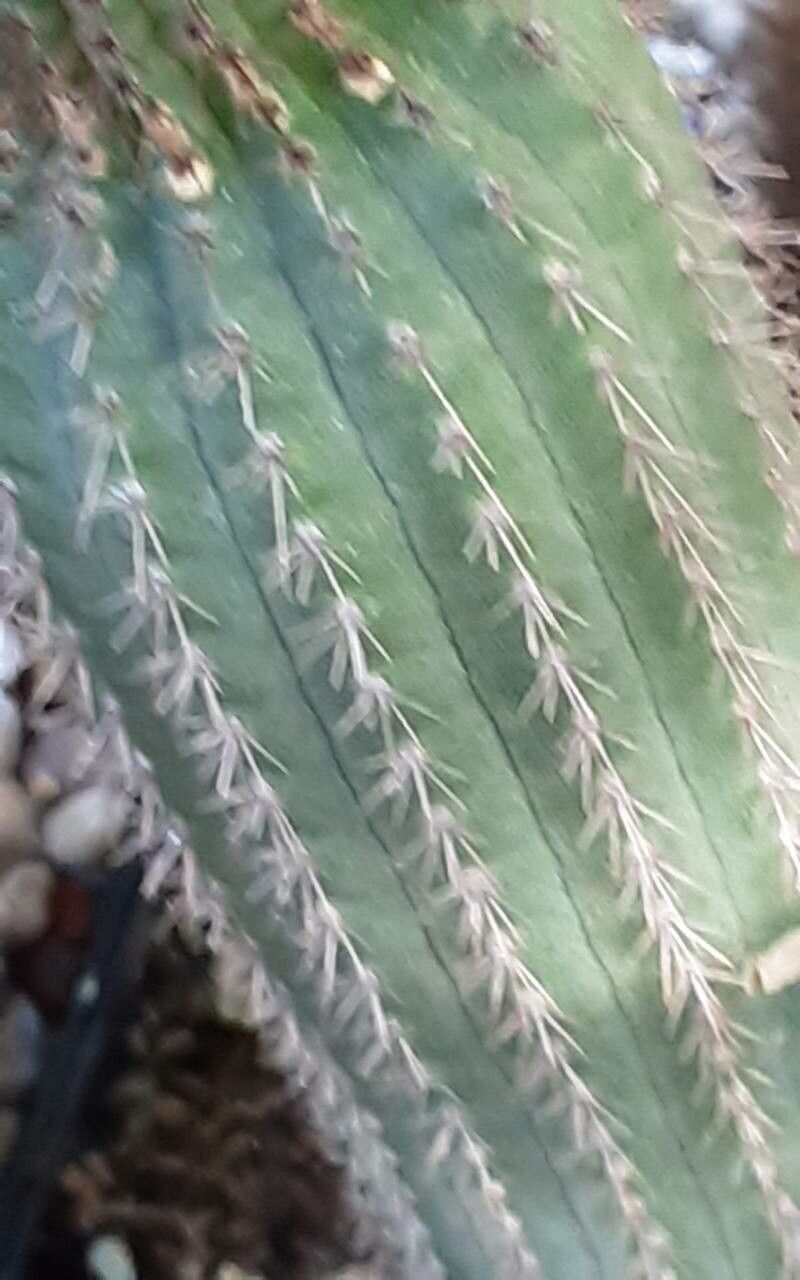 Weberbauerocereus madidiensis leaf