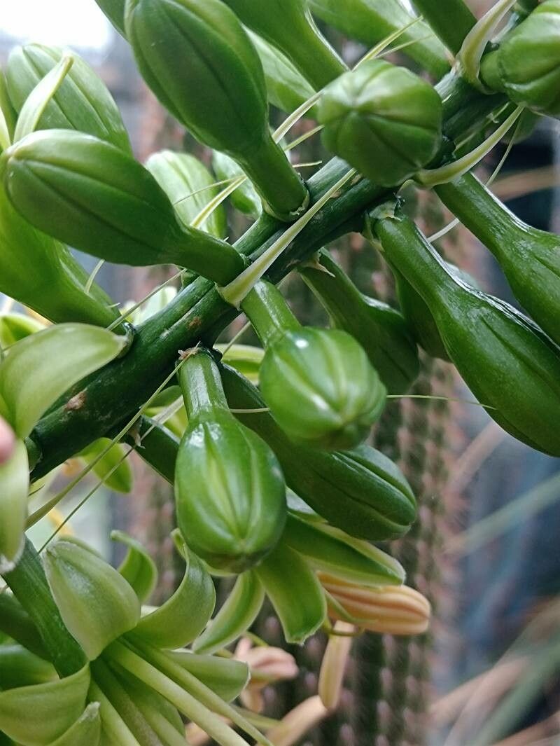Agave dealbata flower