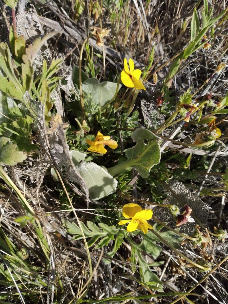 Viola douglasii flower