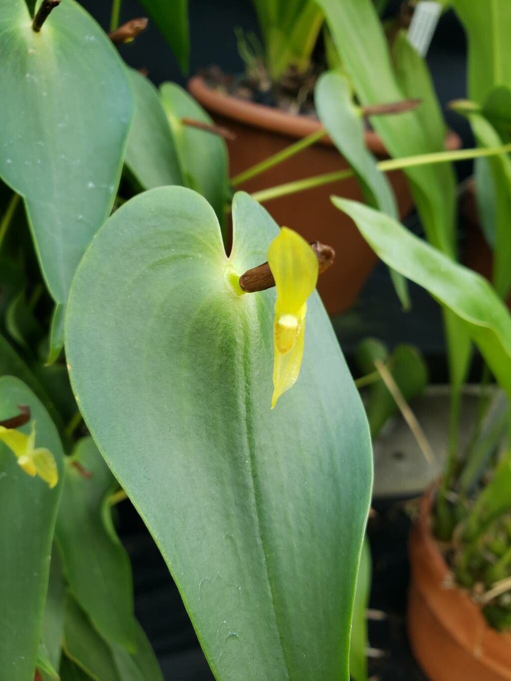 Pleurothallis radula flower