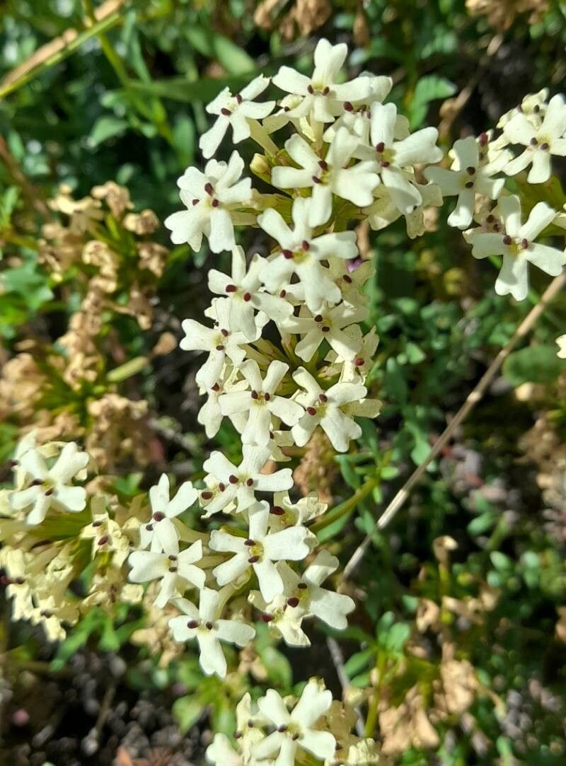 Verbena araucana flower
