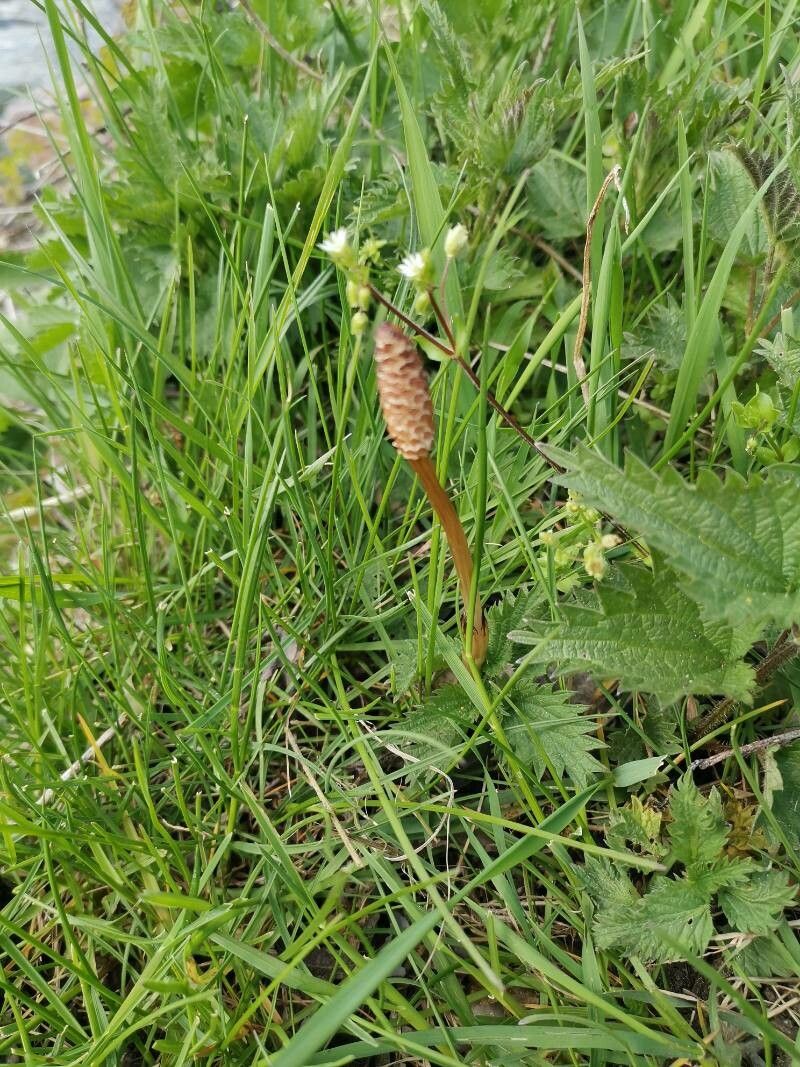Equisetum sylvaticum fruit