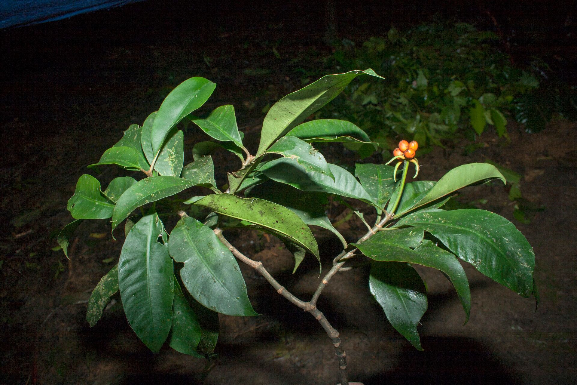 Carapichea ligularis other