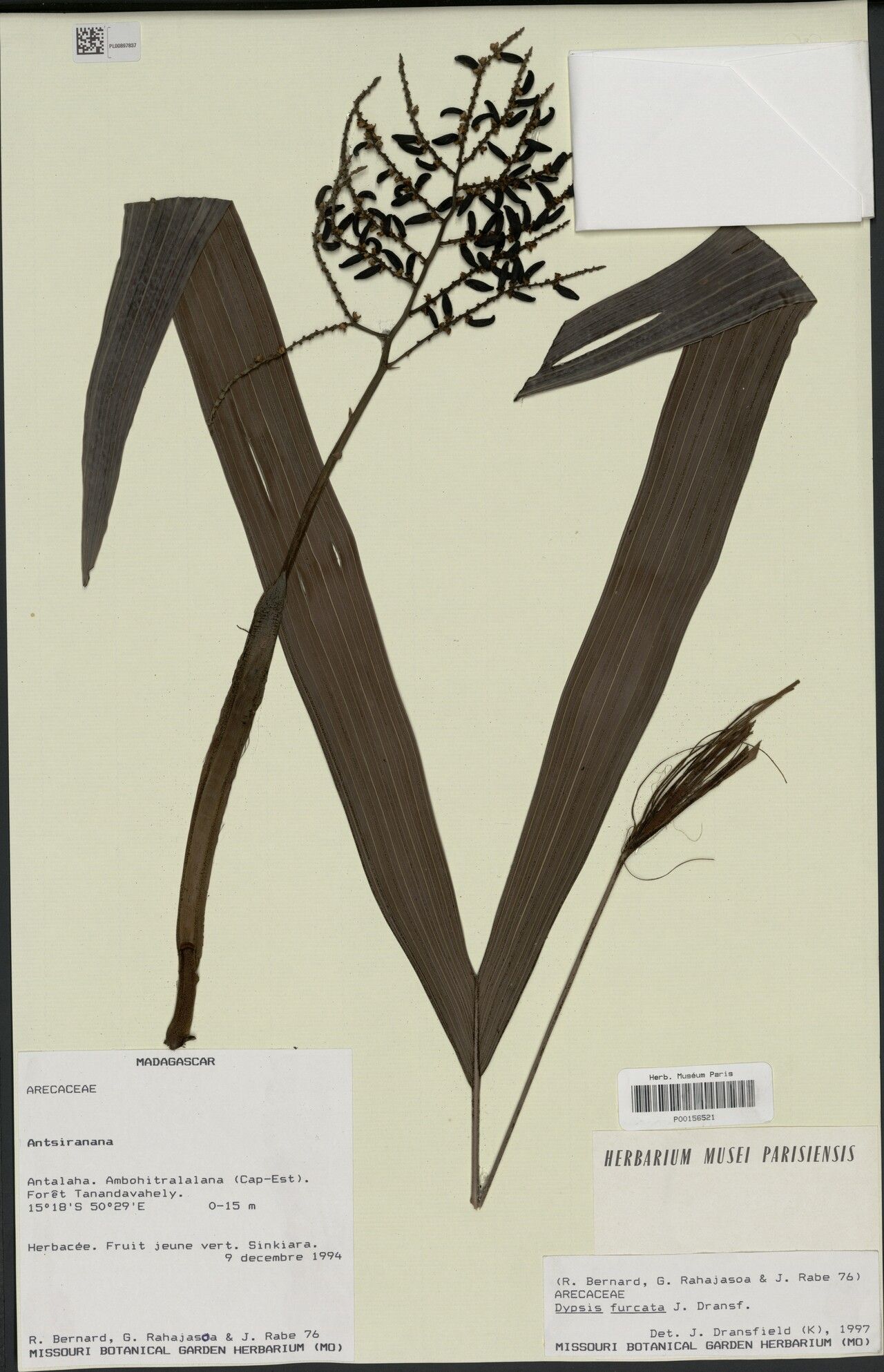 Dypsis furcata — houseplant care guide