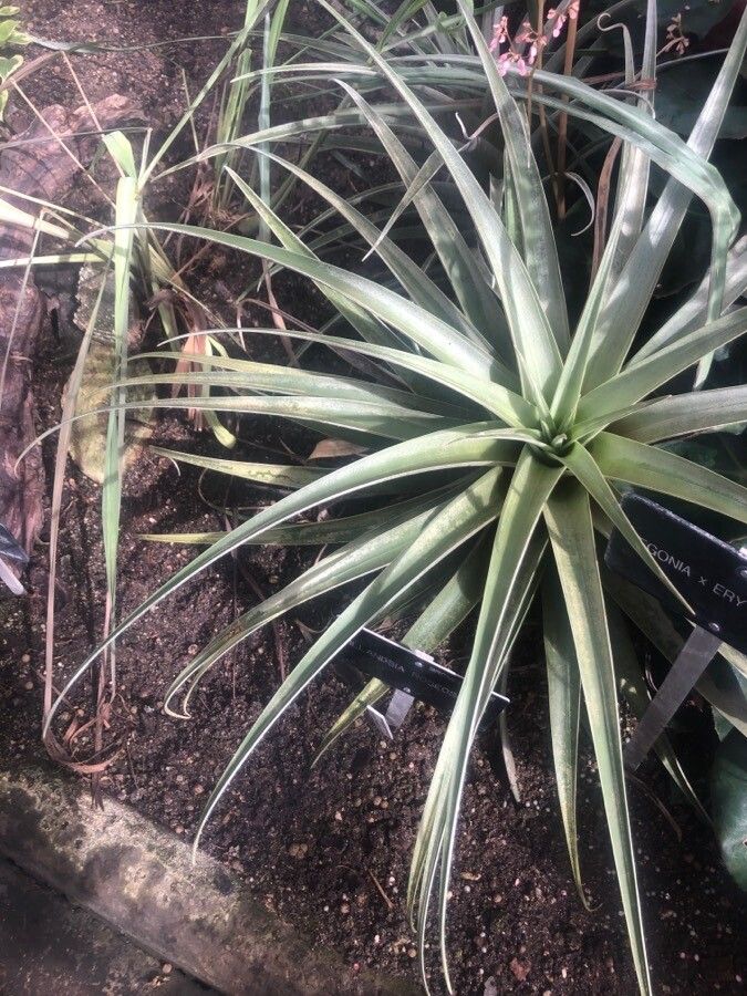 Tillandsia roseoscapa — houseplant care guide