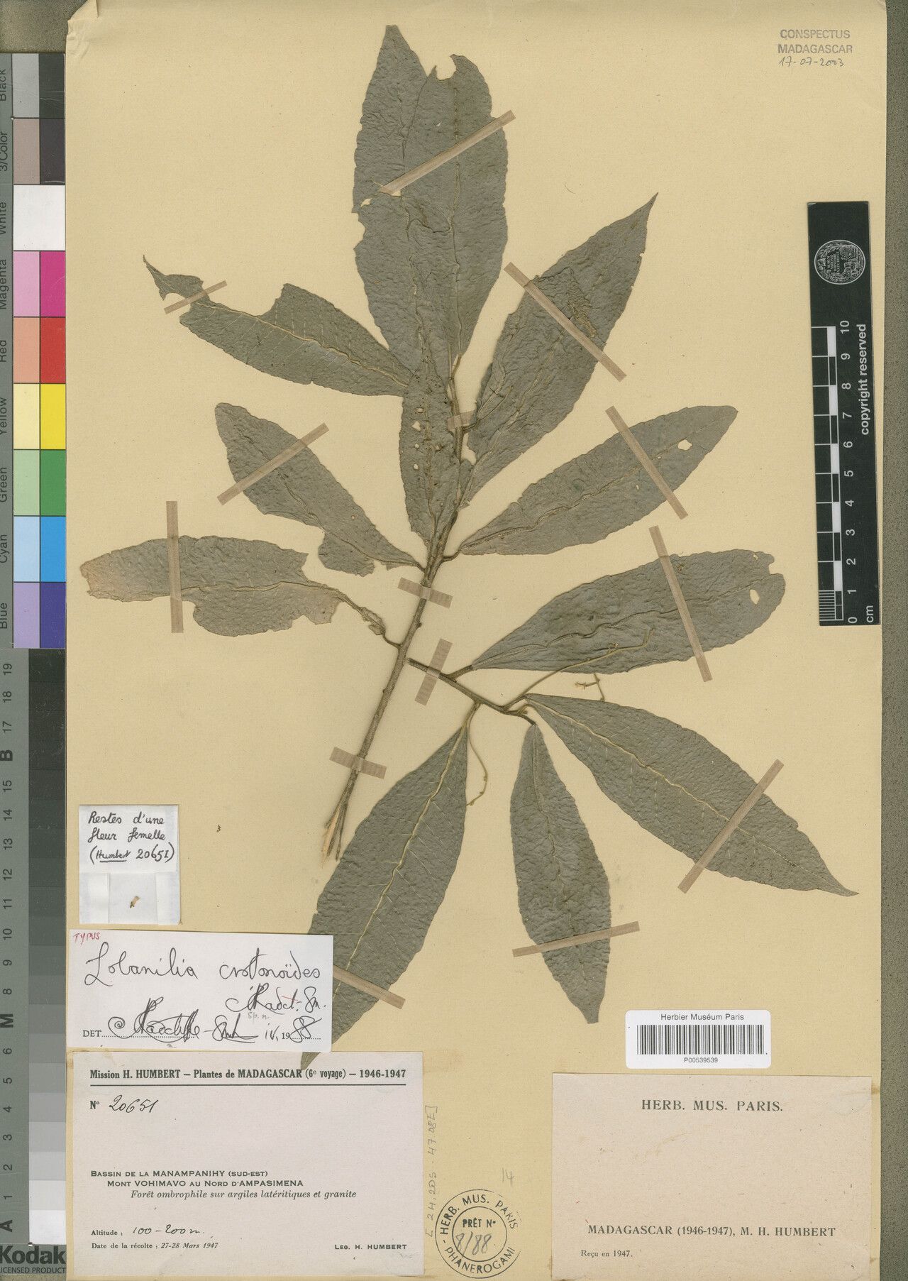 Lobanilia crotonoides — related species from the same genus