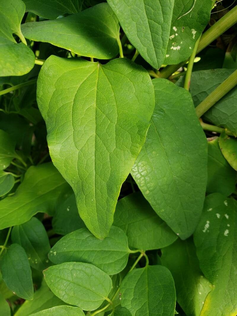 Clematis recta leaf