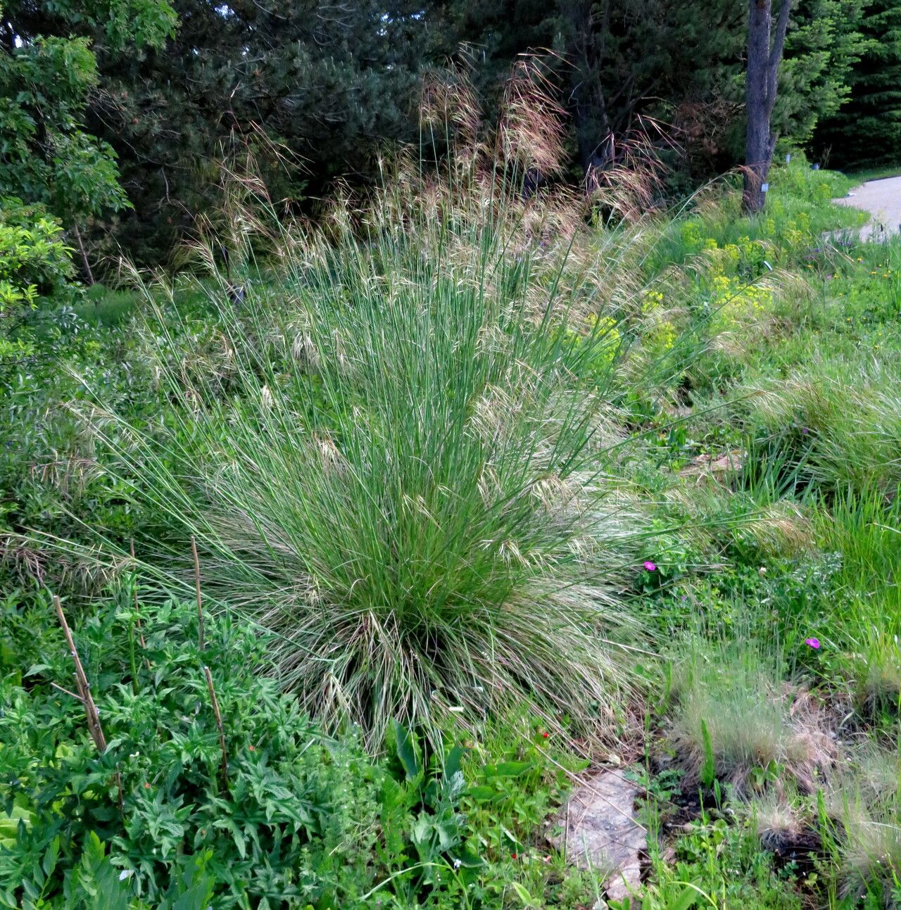 Stipa lagascae habit