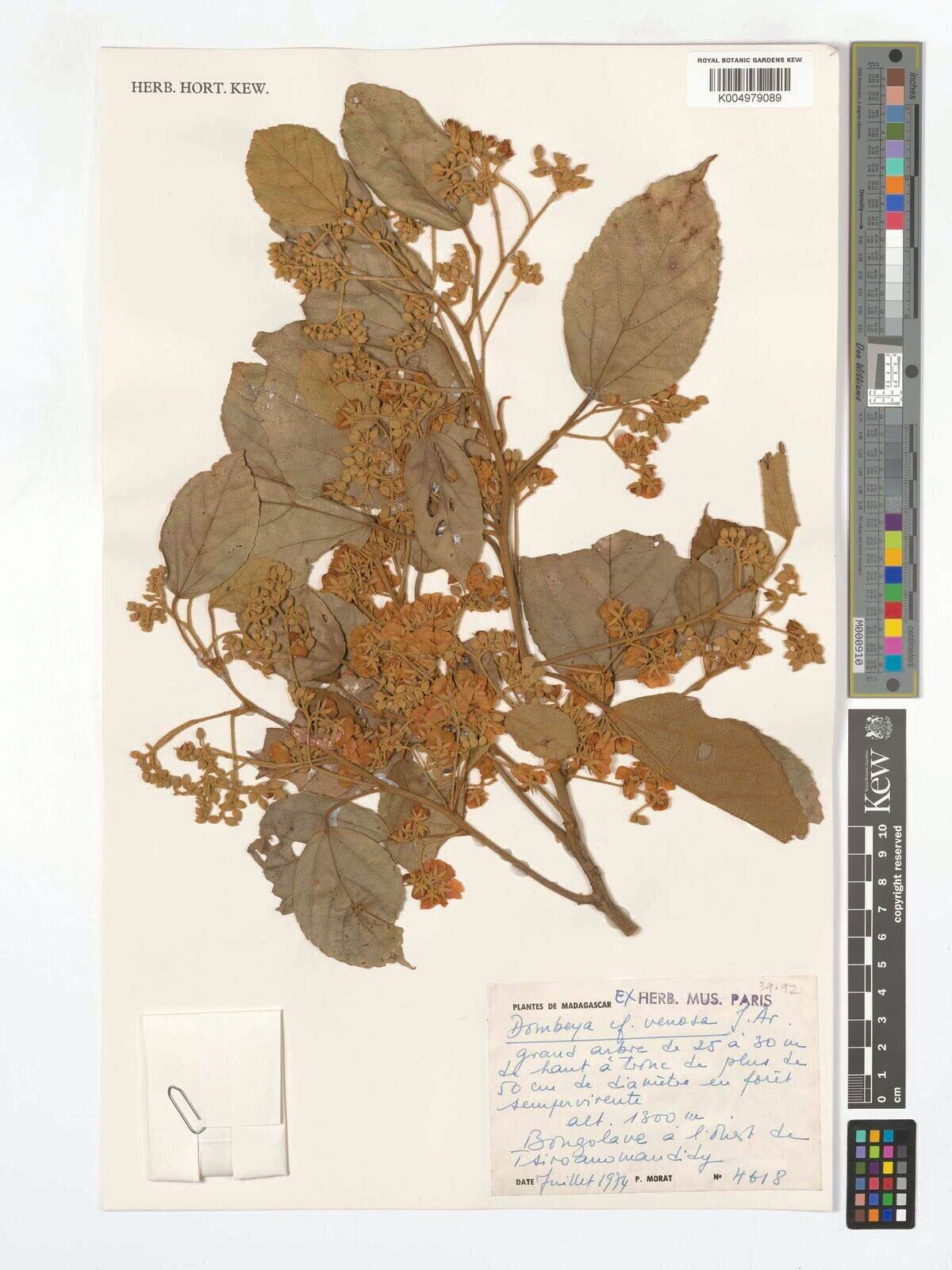 Dombeya venosa — houseplant care guide