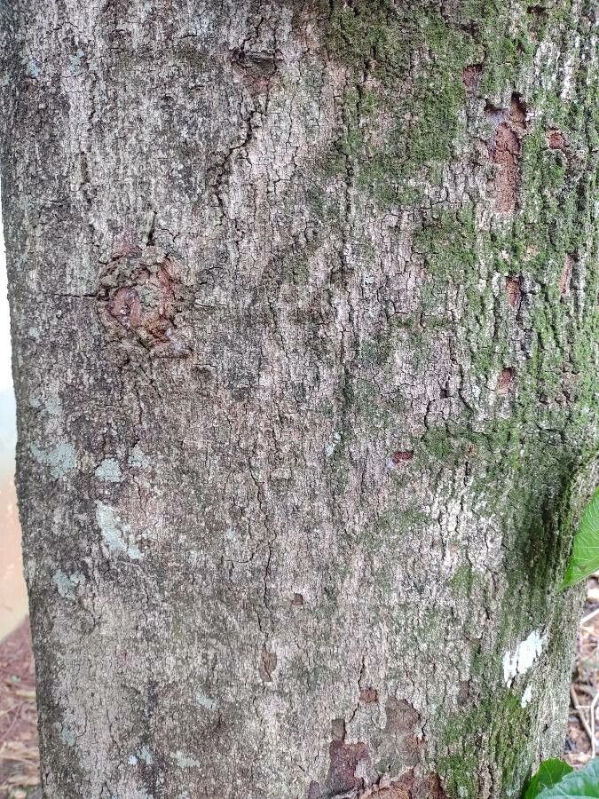 Alchornea glandulosa bark