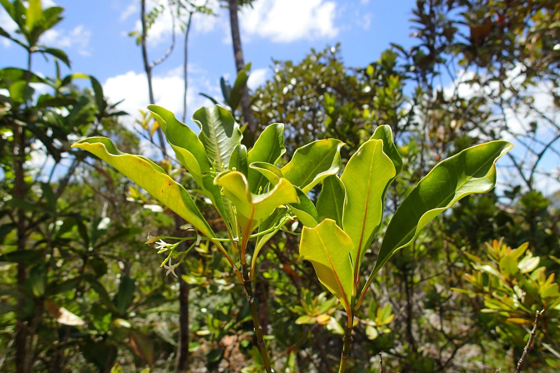 Ochrosia balansae habit