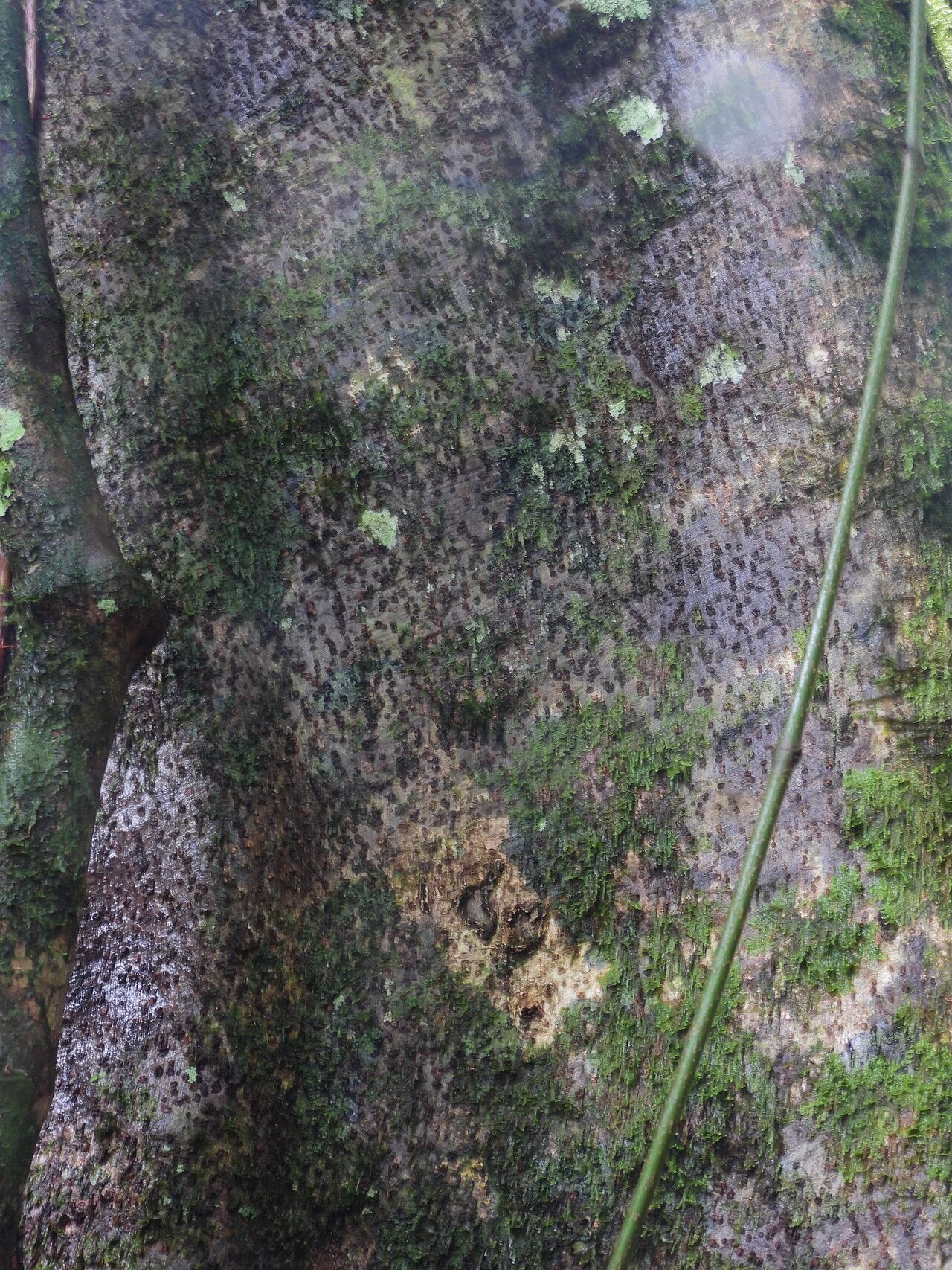 Sloanea synandra bark