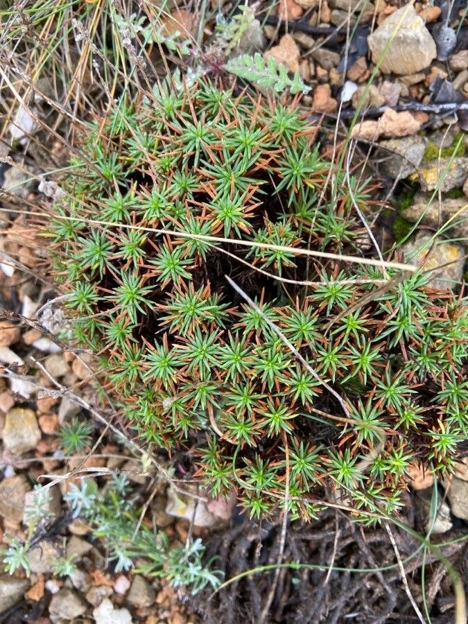 Plantago subulata leaf