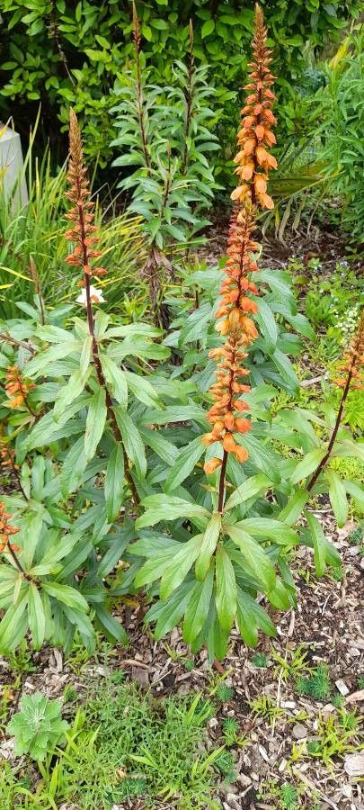 Digitalis canariensis habit