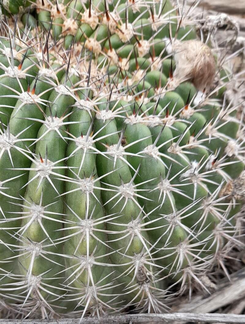Echinopsis mamillosa other