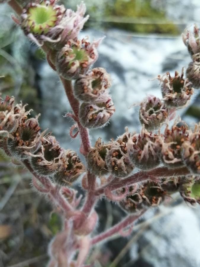 Saxifraga media fruit