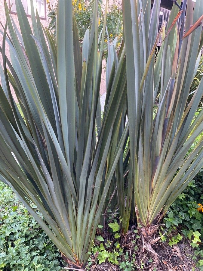 Dasylirion wheeleri leaf