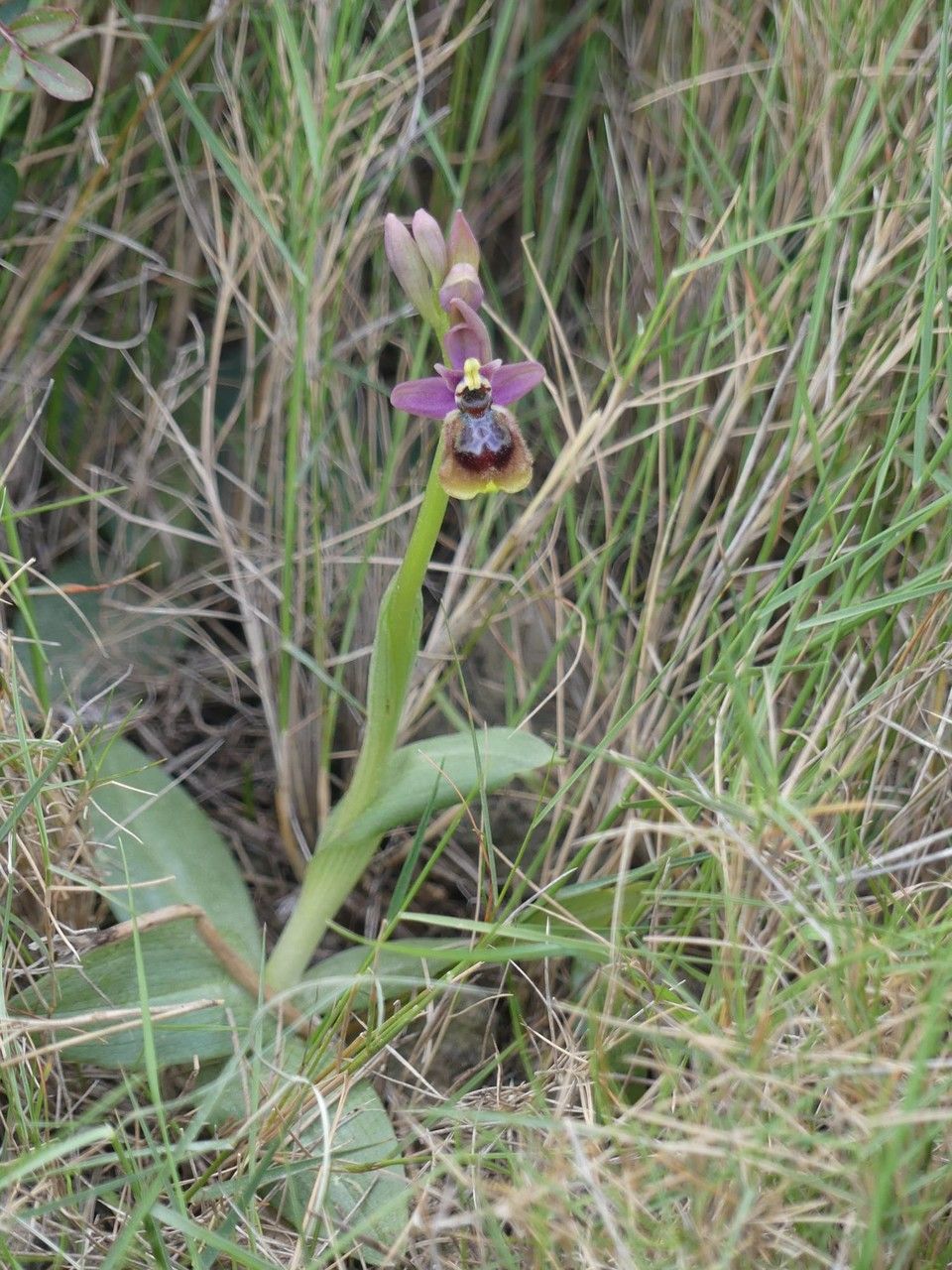 Ophrys × heraultii habit